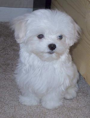 Male and Female MALTESE puppies for adoption {cute and gemy}