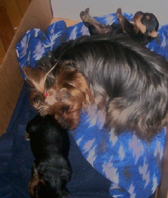 ♥Adorable YORKIE Baby Boy♥