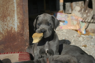 Great Dane Blue Puppies