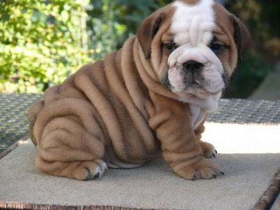  English Bulldog Puppies Available