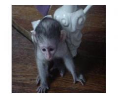 Male and Female baby monkeys for sale