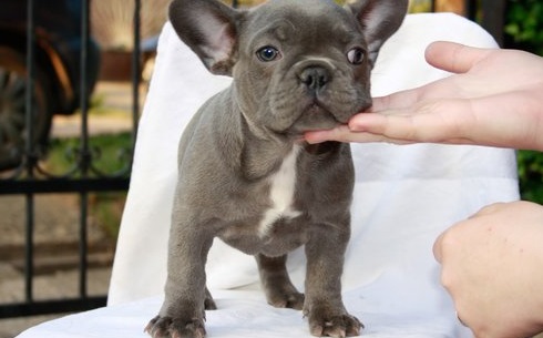 Quality French Bulldog Boys and girls available