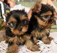 Cute Yorkie Puppies For Adoption