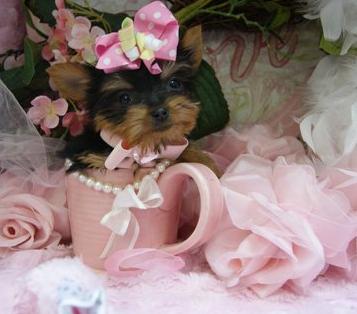 Gorgeous Yorkshire terrier pups for sale, 10 weeks