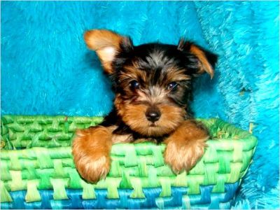 Breath Taking Yorkie Puppies 