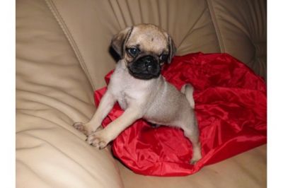 Champion Bloodlines Pug Puppies Ready For Adoption