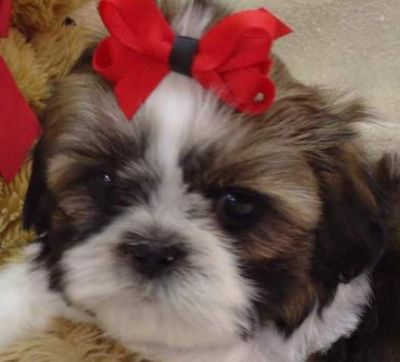 Rehome our Shit tzu puppies