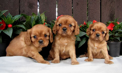 Cavalier King Charles Spaniel