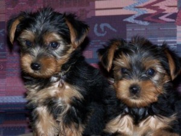 AFFECTIONATE YORKSHIRE TERRIER PUPPIES FOR ADOPTION