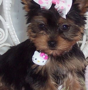 Male and Female Teacup Yorkie puppies for adoption