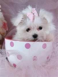  Beautiful Maltese Puppies For Adoption