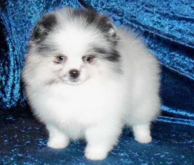 CKC registered Pomeranian Puppies.