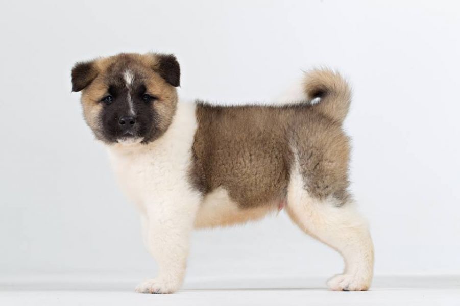 American Akita (FCI)