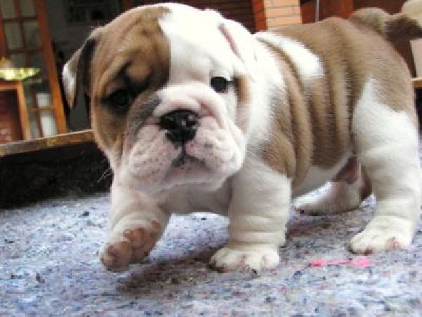 Adorable English Bulldog Puppies Available
