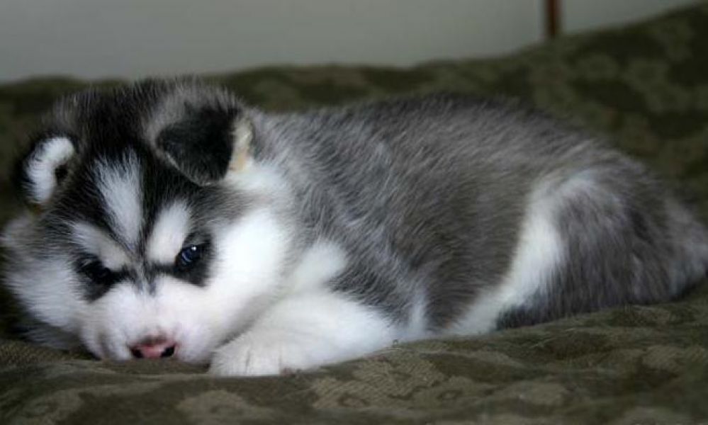 Geous Siberian Husky Puppies 