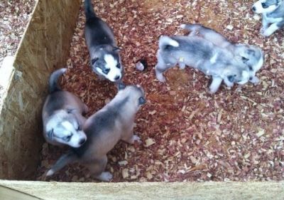 MALE AND FEMALE SIBERIAN HUSKY FOR ADOPTION