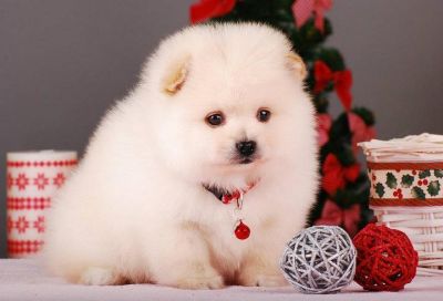 Lovely puppies for adoption