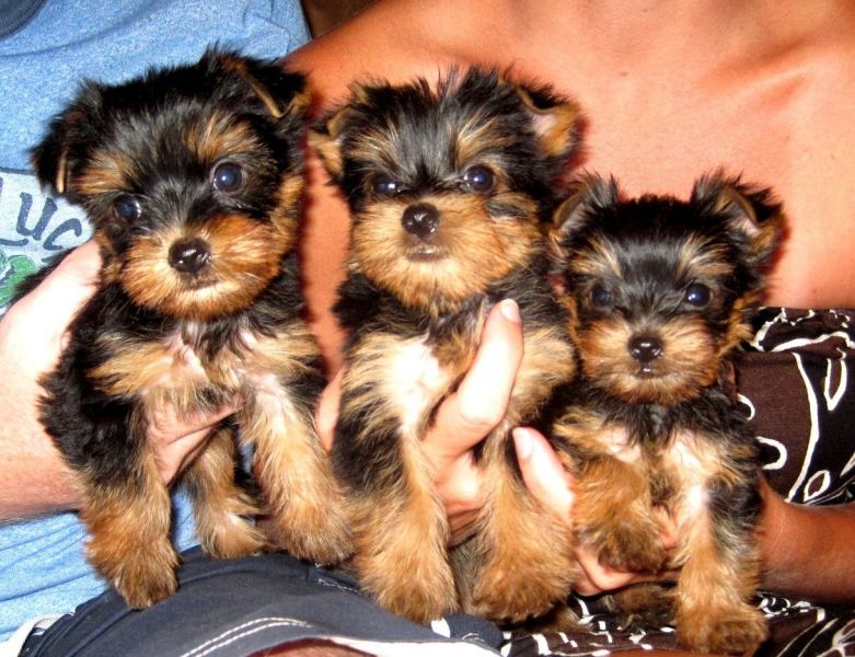 Yorkshire Terrier Puppies