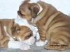 Charming English Bulldog Puppies