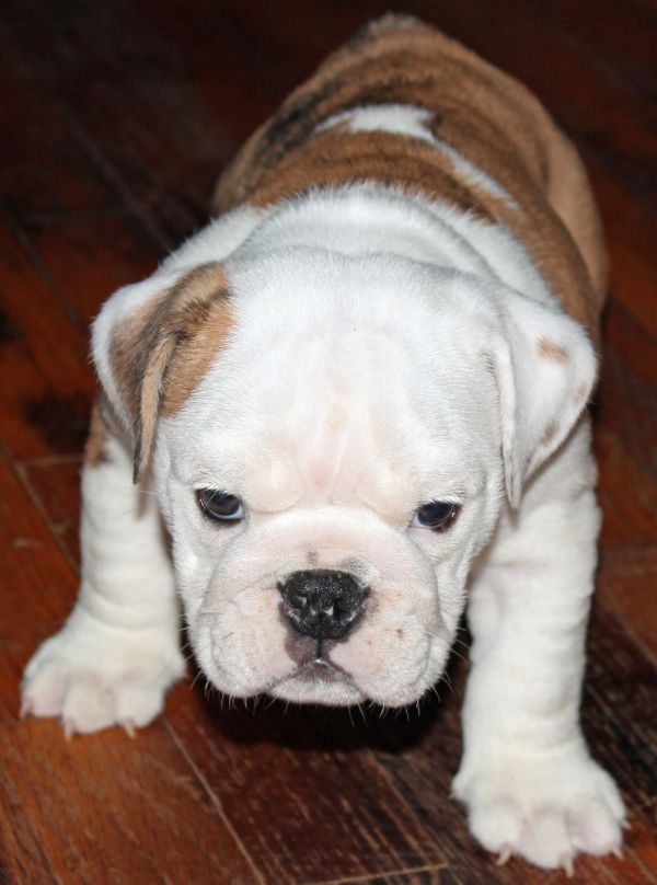 Awesome Male and Female English Bulldog puppies for X-Mas Adoption-(863) 576-4546Text