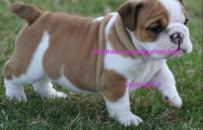 GORGEOUS  ENGLISH BULLDOG PUPPIES FOR FREE ADOPTION