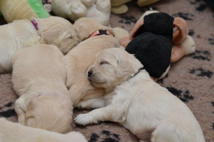Golden Retriever puppies with pedigree