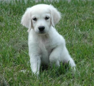 AKC registerd Golden Retriever puppy for sale