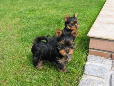 Two Cute and Adorable Yorkie puppies for adoption