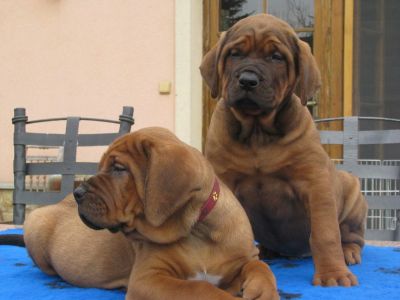 TOSA INU – Puppies Top Quality