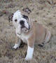 cute english bulldogs for adoption
