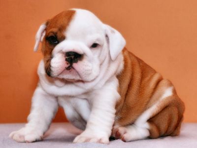 KC Registered English Bulldog Puppies Available!