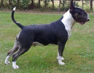Magnificent Multi color Miniature bull terrier puppies great pedigre.