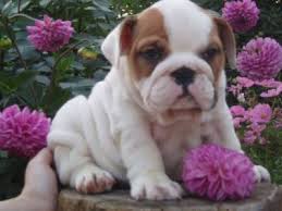   English bulldog puppies ready to go now!!!