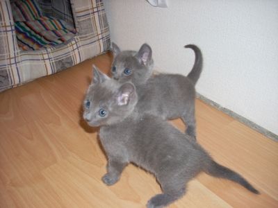 Russian Blue Kittens Male and female