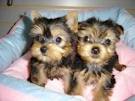 Male and female yorkie puppies for adoption