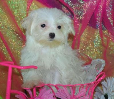 adorable maltese puppies for sale