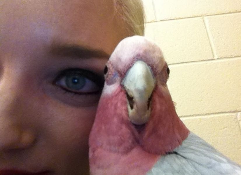 Handfeedi Rose Breasted Cockatoo Babies