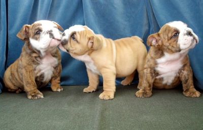 A kc 100% Male and Female English Bulldog Puppies For A Loving   Home for free adoption
