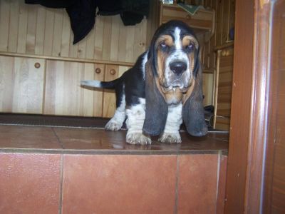 Basset Hound Puppies