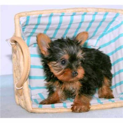 Wow---Nice Charming Yorkie Puppies