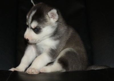 ADORABLE  HUSKY FOR SALE