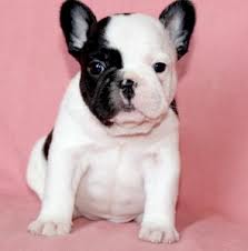 Two Gorgeous French Bulldog Puppies for adoption