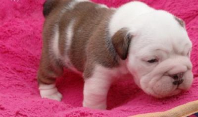 Lovely French Bulldog Pups for Adoption
