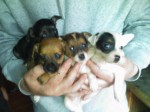 Very Sweet Jack Russell Puppies