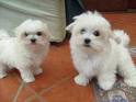 Cute and Adorable Maltese For Adoption