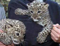 Well Tamed Cheetah cubs,Tiger Cubs and Fennec Fox For Sale 