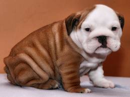 Beautiful babyface English Bulldog puppies for pet lovers