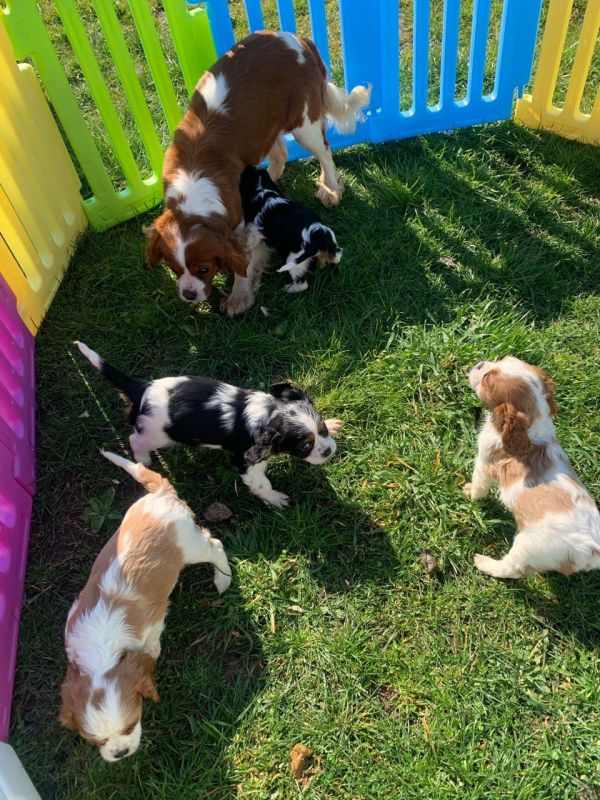 Beautiful cavalier king Charles,
