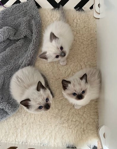 Ragdoll kittens