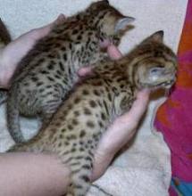 Cute and calm Bengal kittens for adoption.